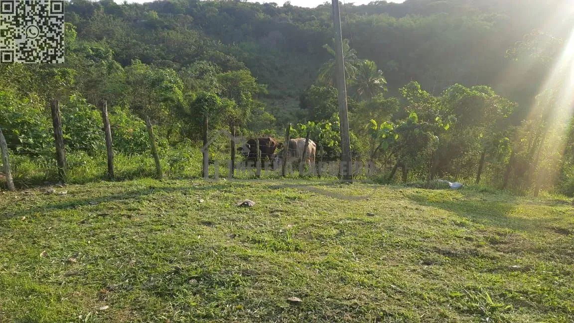 Paudalho  Sítio  Sítio em Paudalho, porteira fechada, 5 hectares - Foto 5