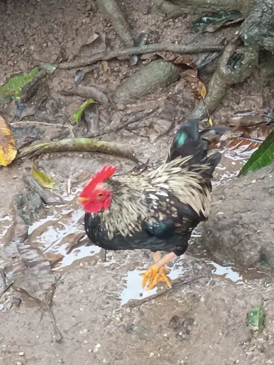 Galo Garniser Branco e Preto - Foto 3