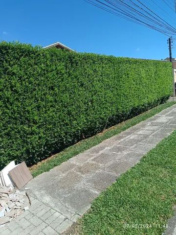 Mudas de Murta  - Foto 2