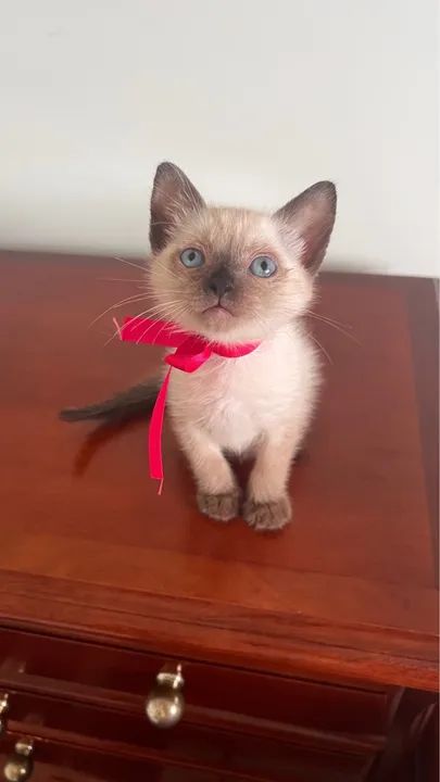 Gatos siameses para doação muito amorosos? - Foto 4