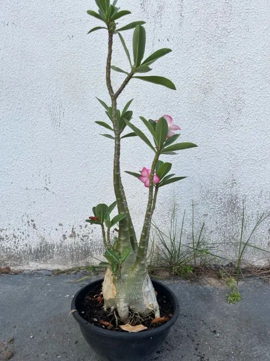 Rosa do deserto arabicum.  - Foto 2