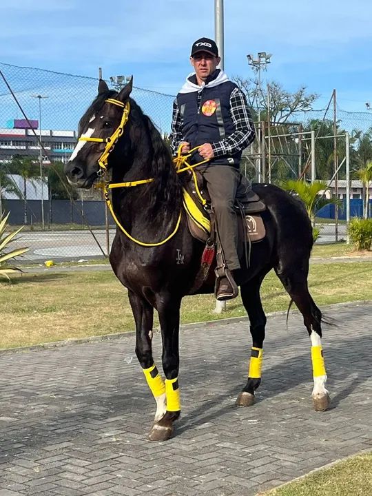 Vendo cavalo - Foto 4