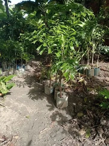 Palmeira rabo de raposa