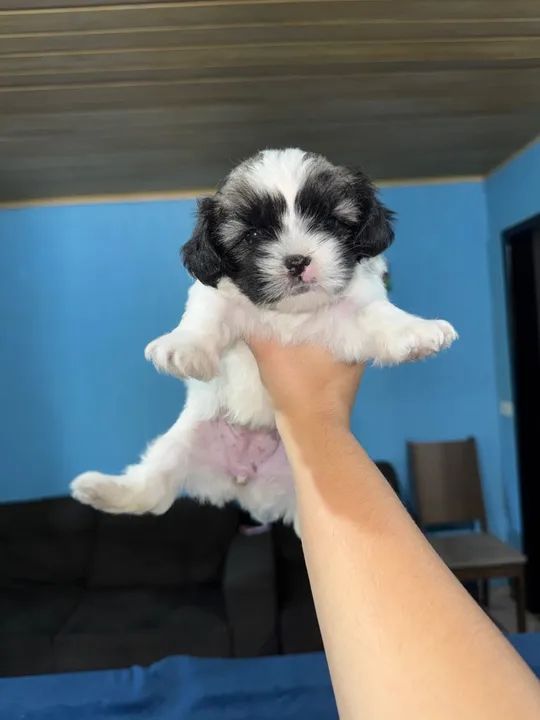 Shihtzu a venda  - Foto 5