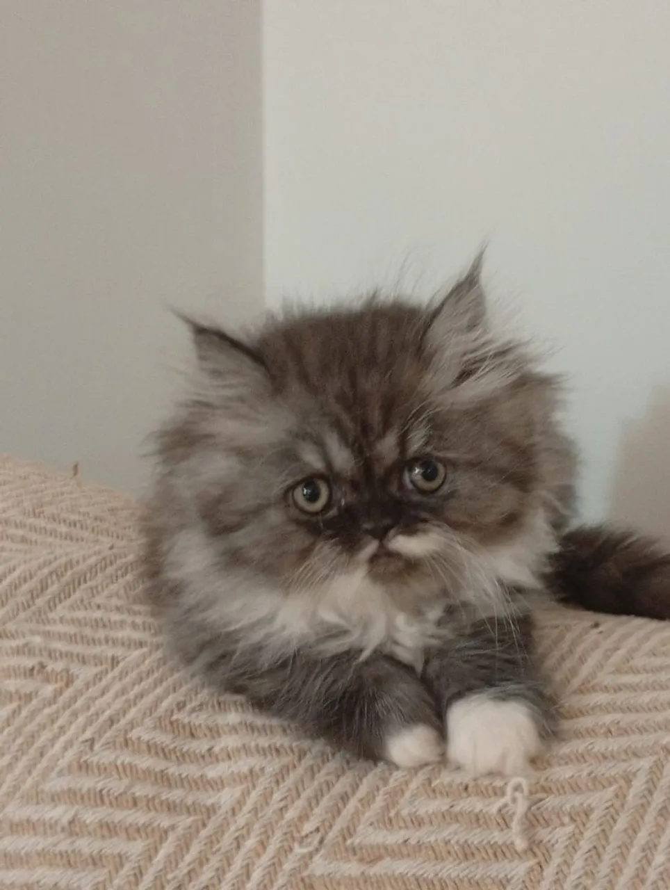 Vendo filhotes de gato persa