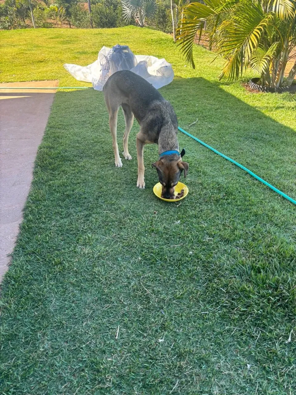 Adoção de cachorro