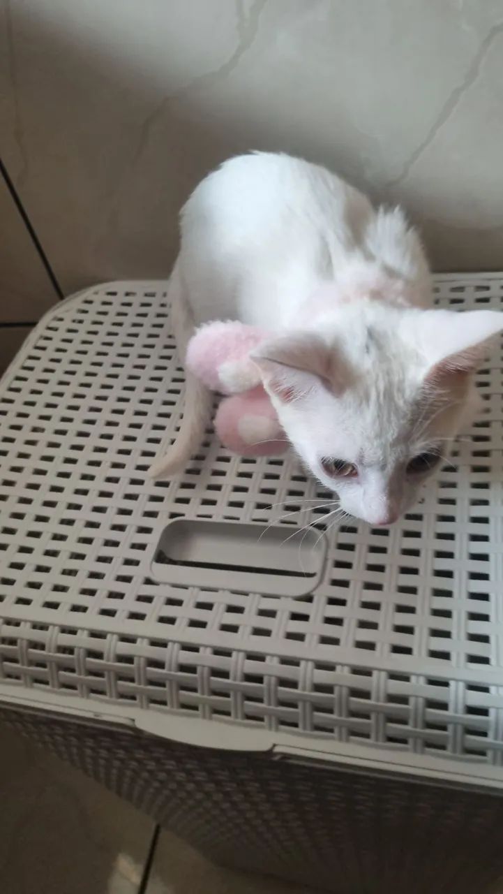 Adoção da viola - Foto 2