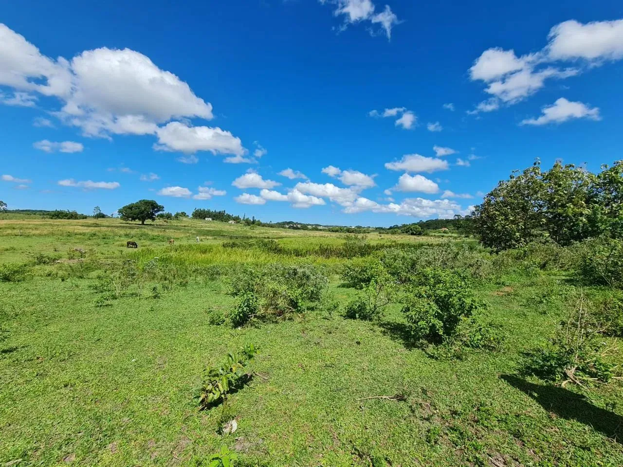 Fazenda com 52 Alqueires para venda em São Vicente-Araruama/RJ, Água, Luz, Asfalto na Port