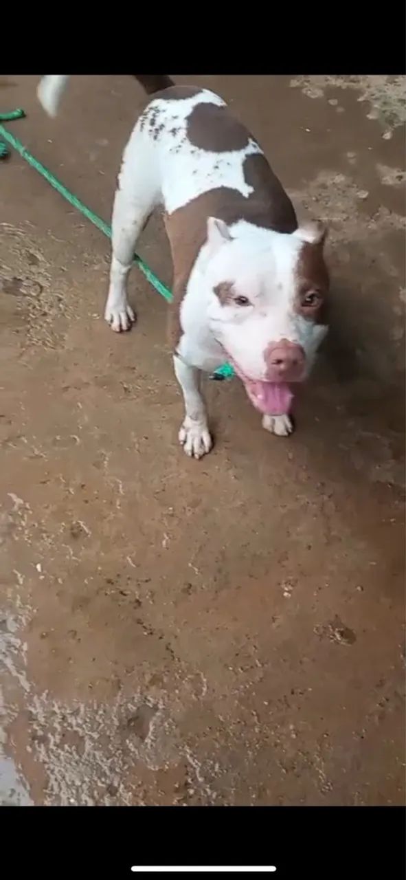 Pitbull  - Foto 2