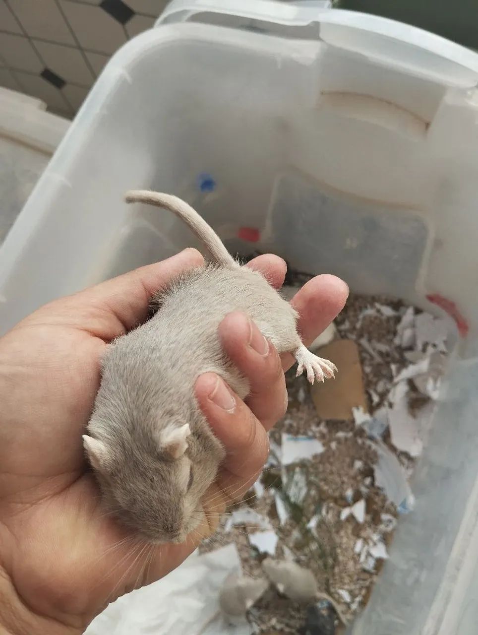 Filhotes de  Gerbil a venda. - Foto 6