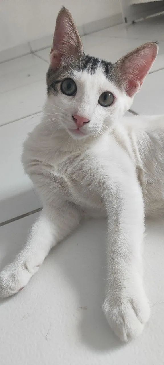 Gato Branco, 3 meses - Foto 4