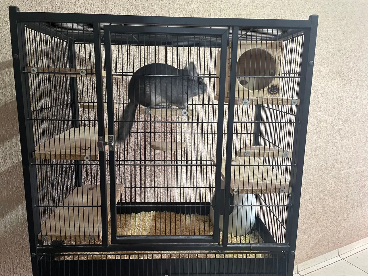 Chinchila e gaiola 