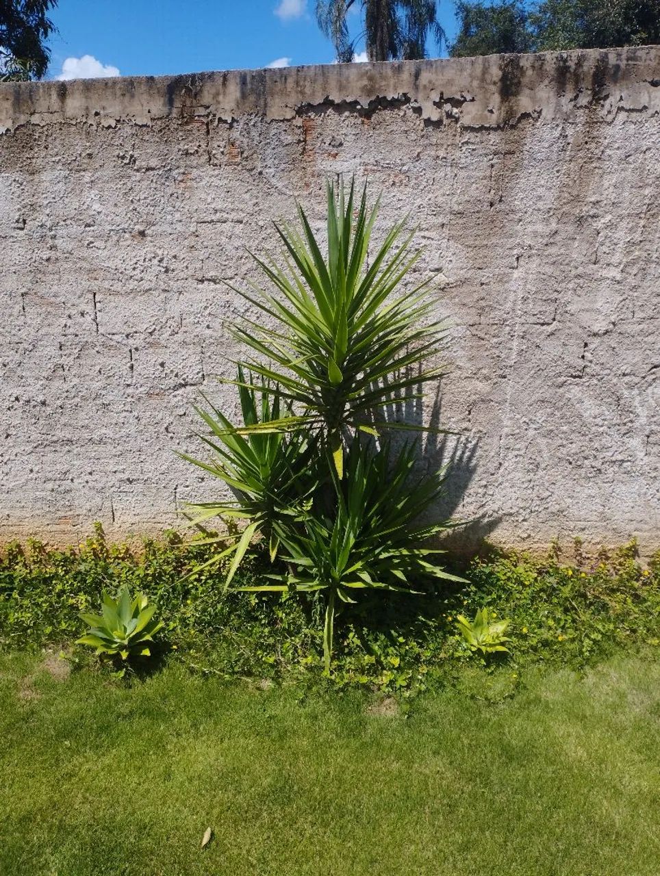 Doa-se cinco Yuccas Aloifolias - Foto 2