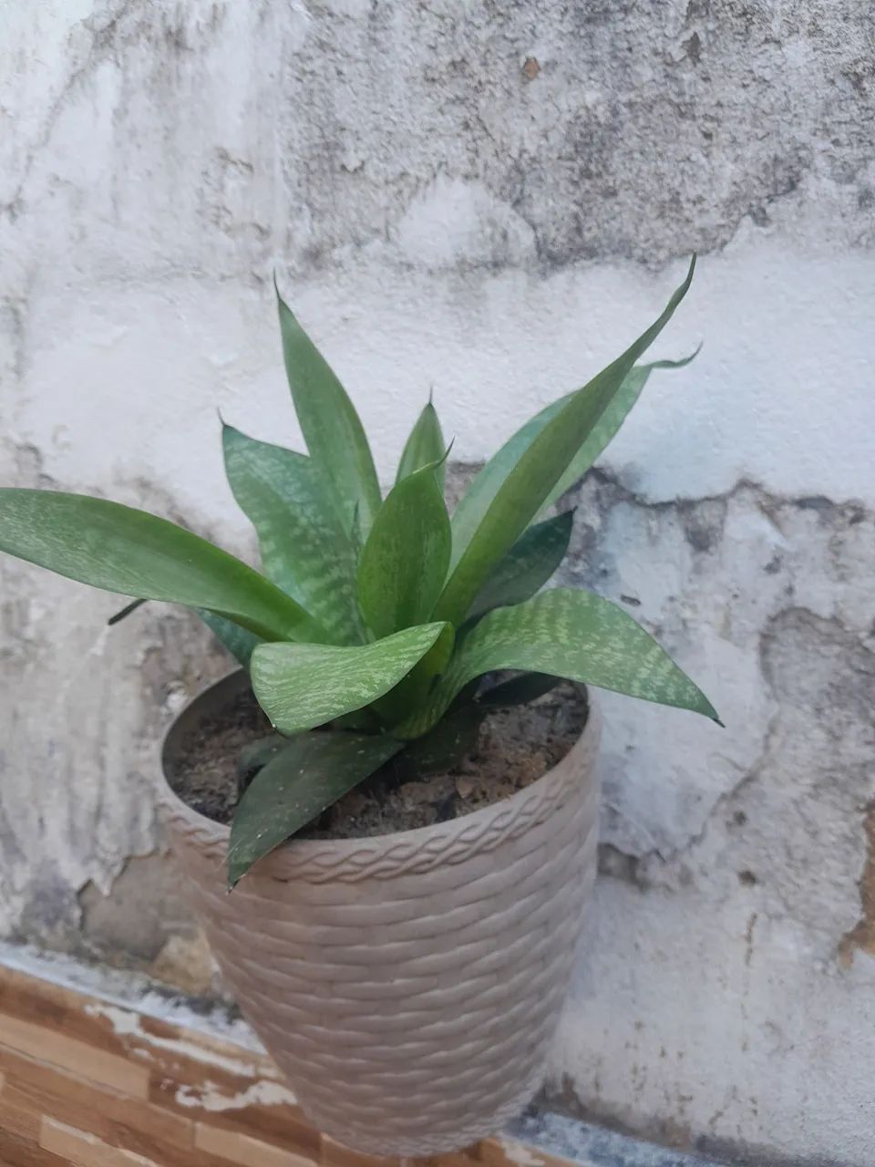 Plantas  - Foto 5