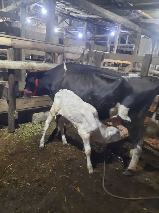 Vaca mais bezerro 