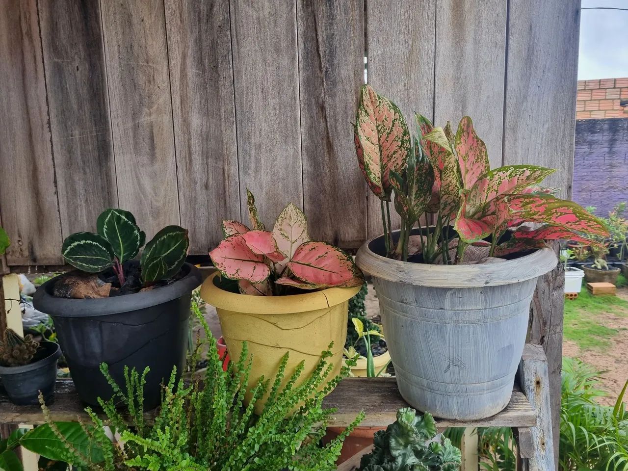 Vendo placas ornamentais  - Foto 2