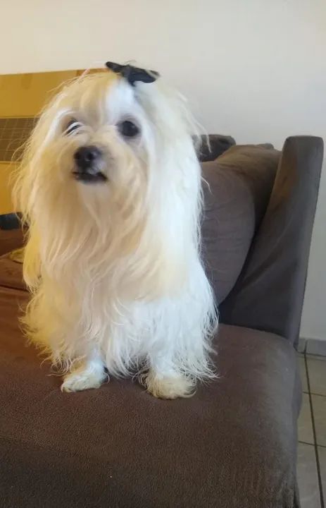 Filhote fêmea Maltês MICRO " minúscula "<br> - Foto 5