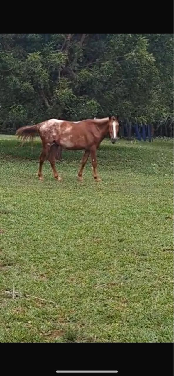 Cavalo Mangalarga Paulista 