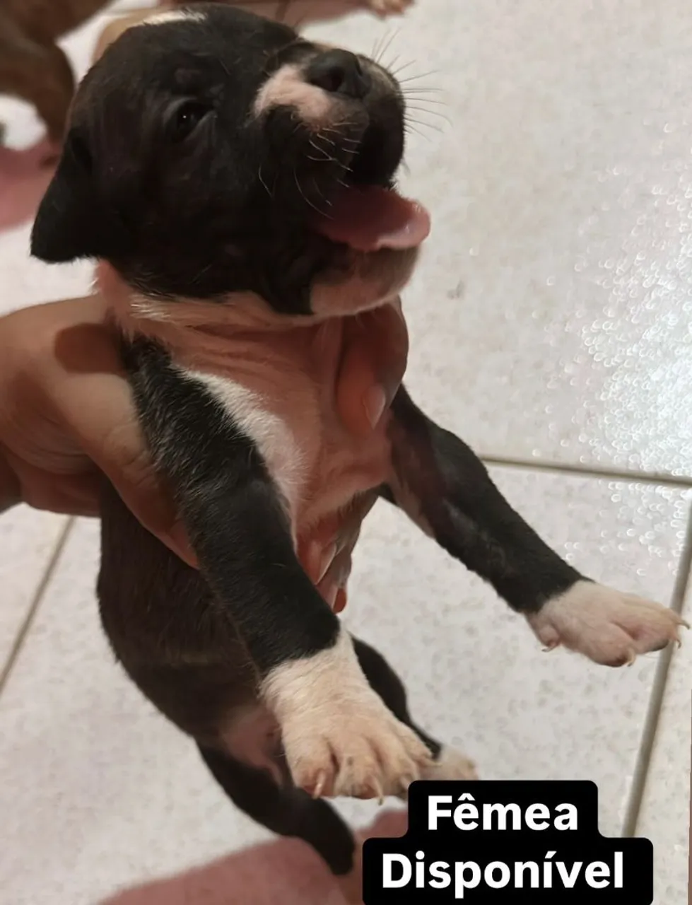 Pitbull American Vermifugados