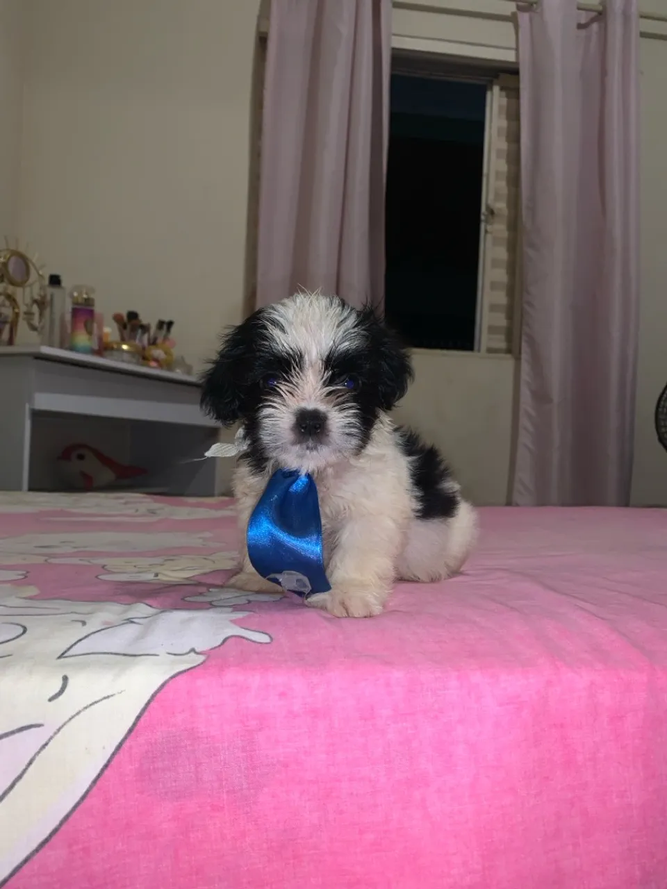 Filhote de Shih tzu