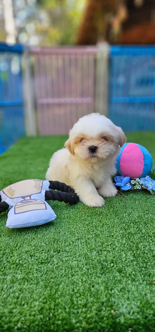 Shih Tzu - pelagem farta
