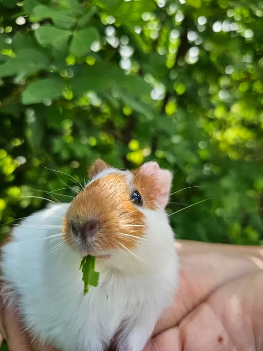 Porquinho da india fêmea - Foto 5