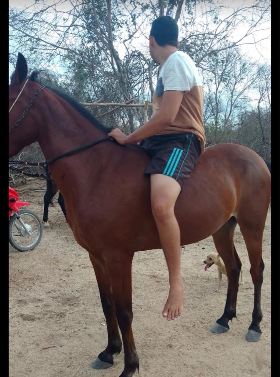 Vende-se Egua Mestiça Prenha - Foto 2