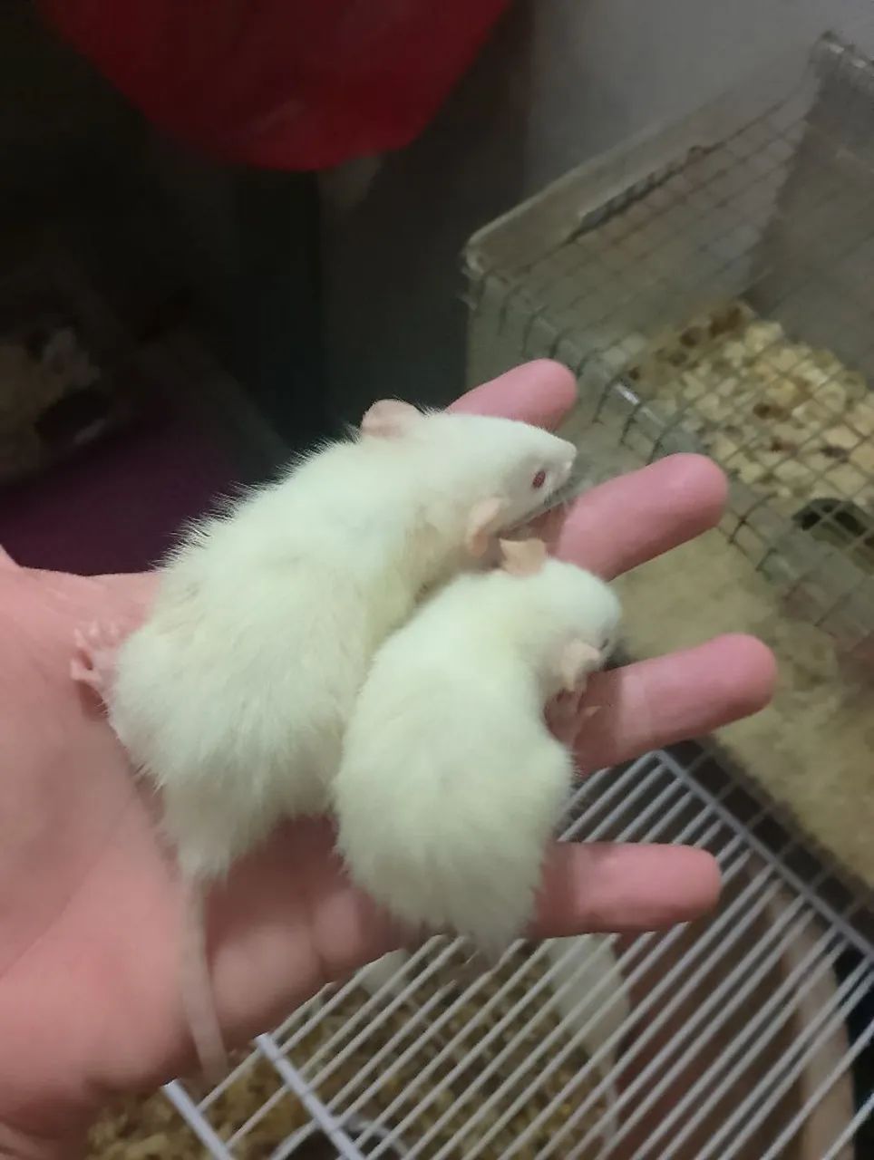 Ratos Twister filhotes branco - Foto 2