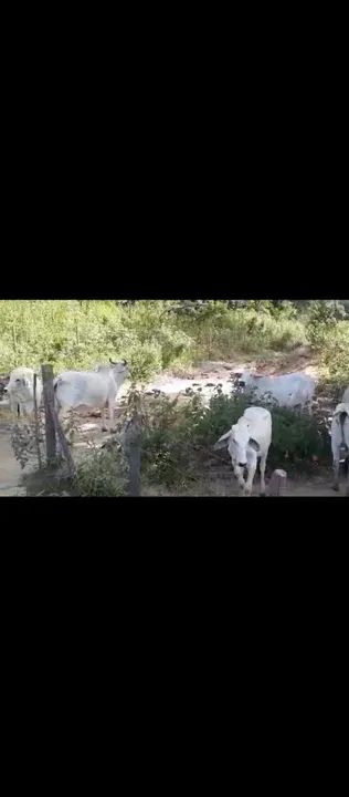 Vendo 18 vacas e 1 boi - Foto 3