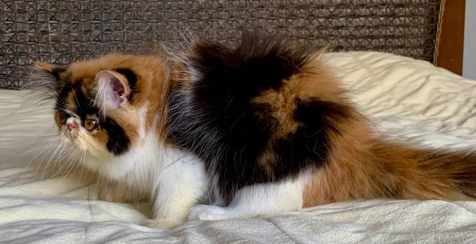 Top Show De Gata Persa filhote Feméa tricolor pelo longo extremada,C/80 Dias Super Linda. - Foto 3