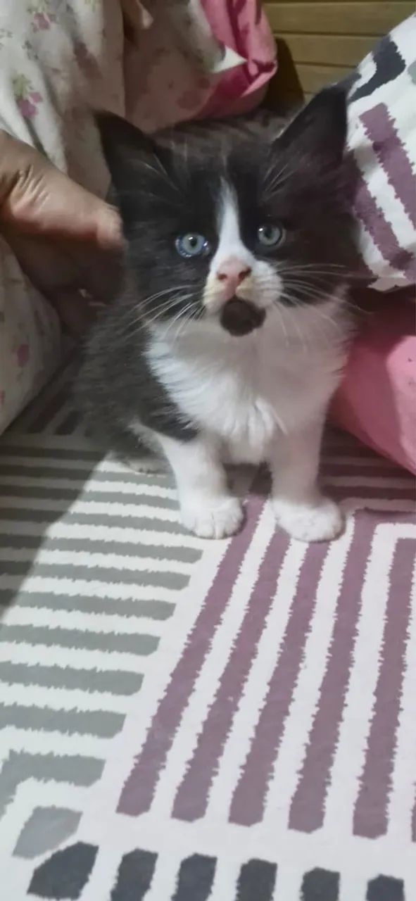 Lindo filhote maine coon -Havila filhotes - Foto 2