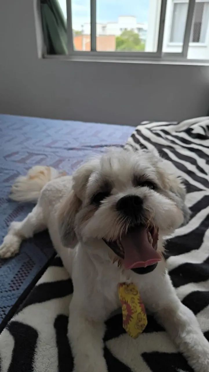 Doação de Shitzu macho para pessoa responsável que tenha terreno  - Foto 2