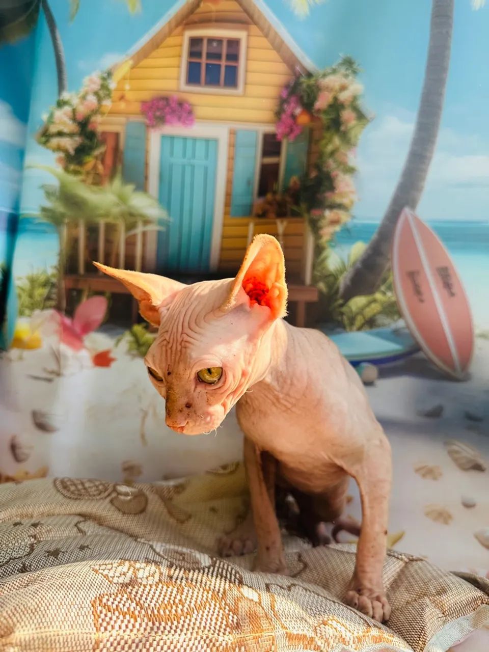 Filhote de Sphynx Red - Foto 2