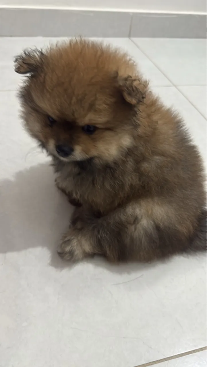 Filhote de Spitz Alemão/Pomerânia disponível