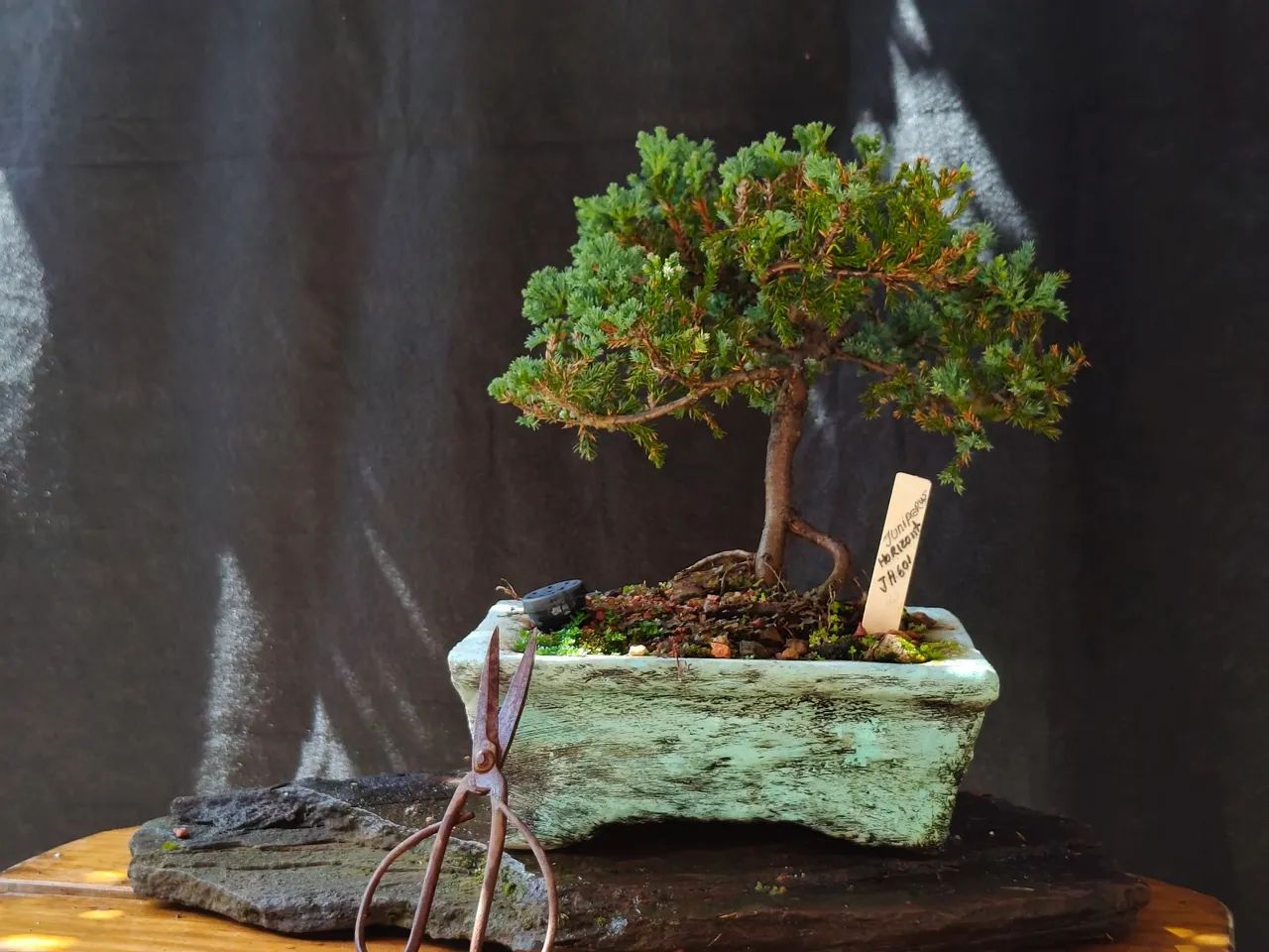 Bonsai juniperus horizontalis  - Foto 2