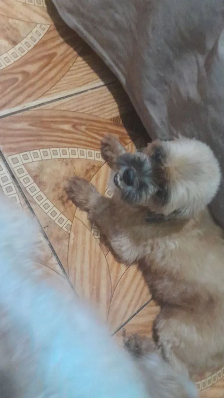  Shih Tzu fêmea pra vender logo - Foto 3