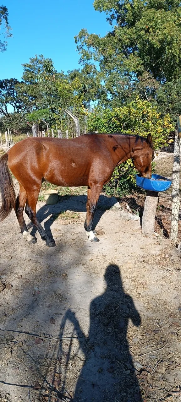 Cavalo 