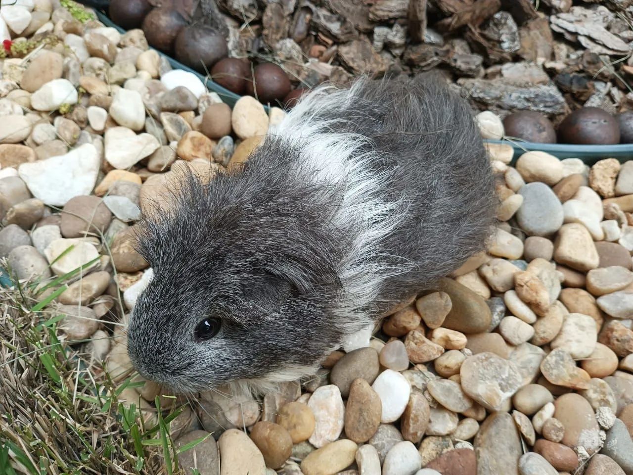 Porquinho da índia  - Foto 2