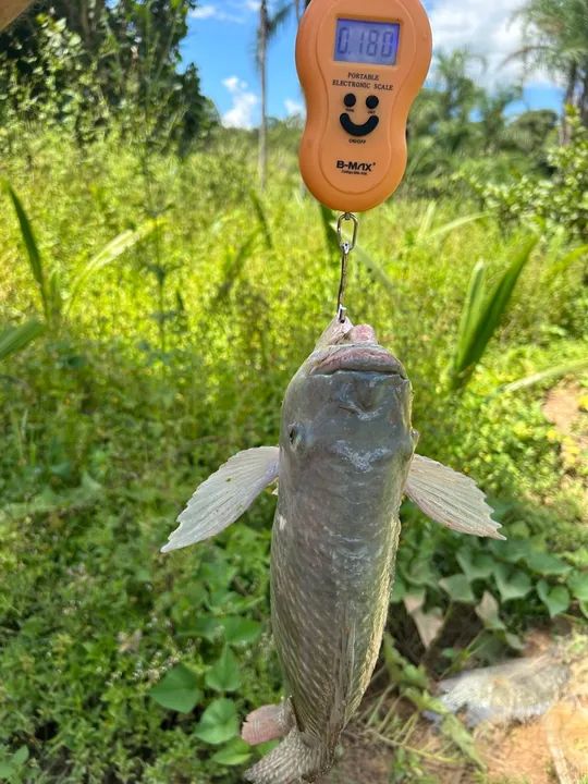Peixe fresco de água doce tilapia atacado mesia de 1,7kg  - Foto 6