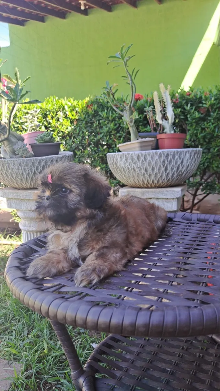 Filhotes fofo de Shih Tzu venda 