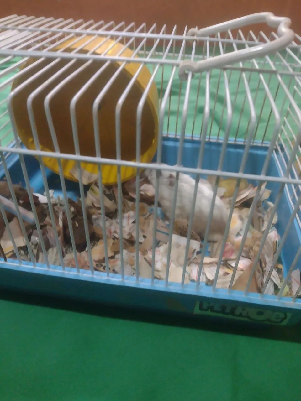 Hamster anão russo raro - Foto 4