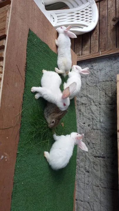 Criatorio de coelhos!! - Foto 4