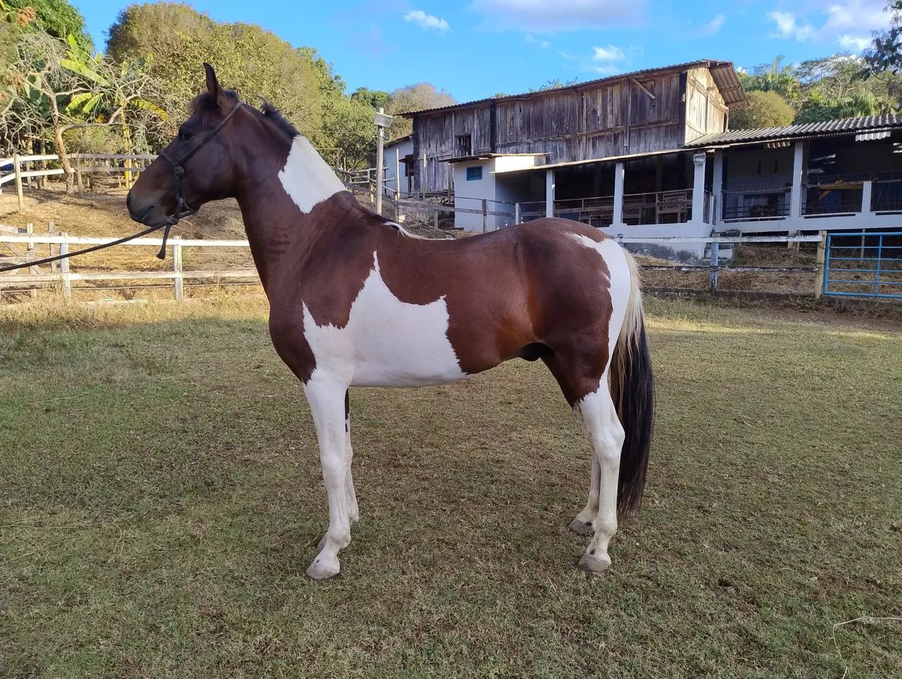 Cavalo filho de Paparazzo de Alcatéia um dos pampas mais premiados no M. Marchador!!! - Foto 3