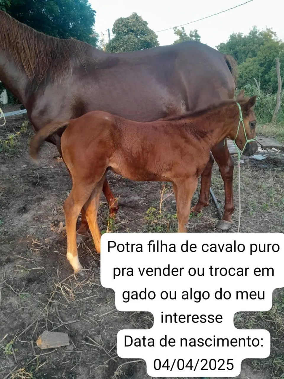 Potra pra vender ou trocar