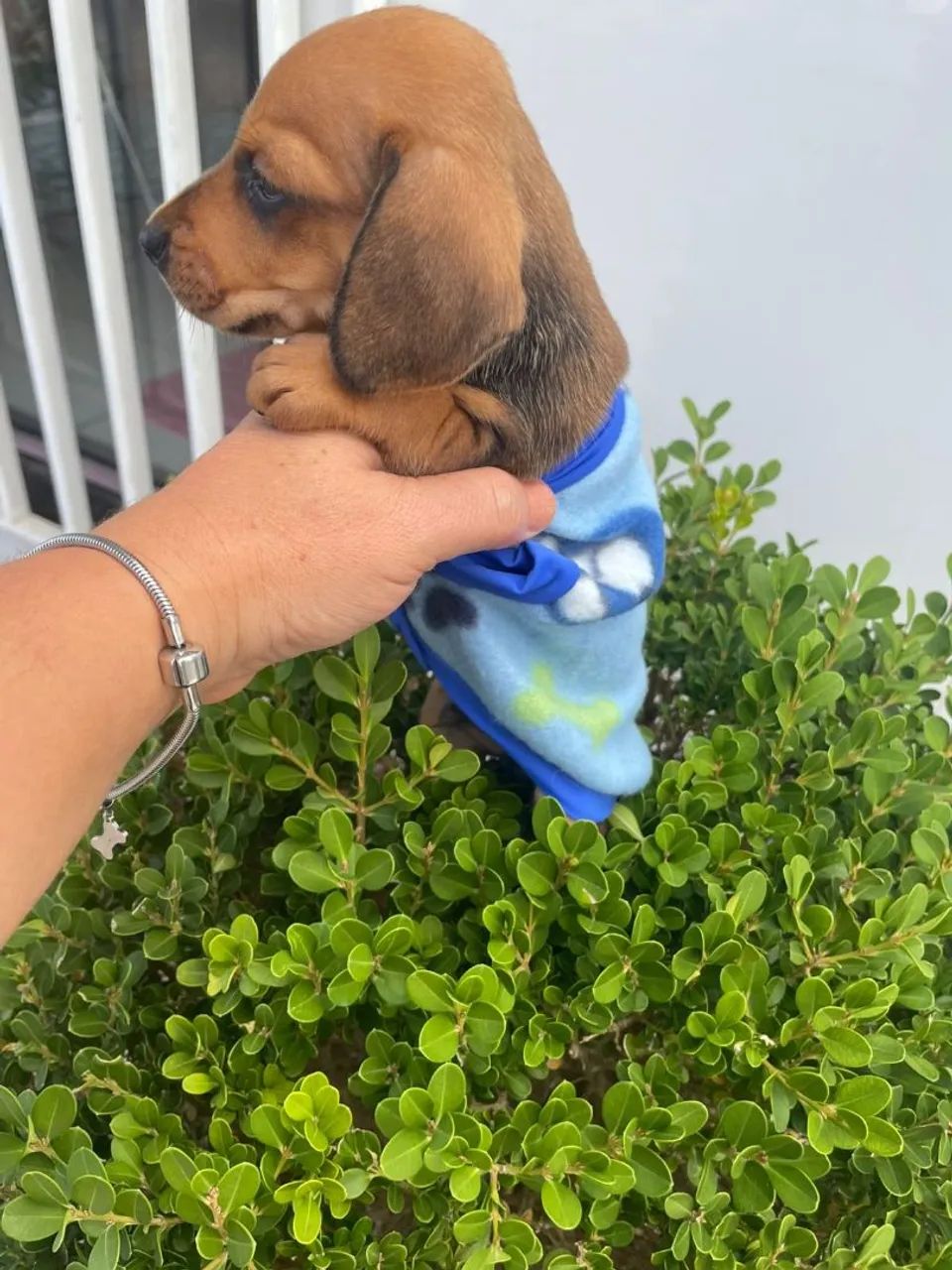 Filhote de Dachshund - Foto 2