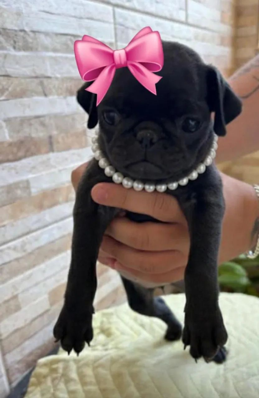 Pug fêmea Black 