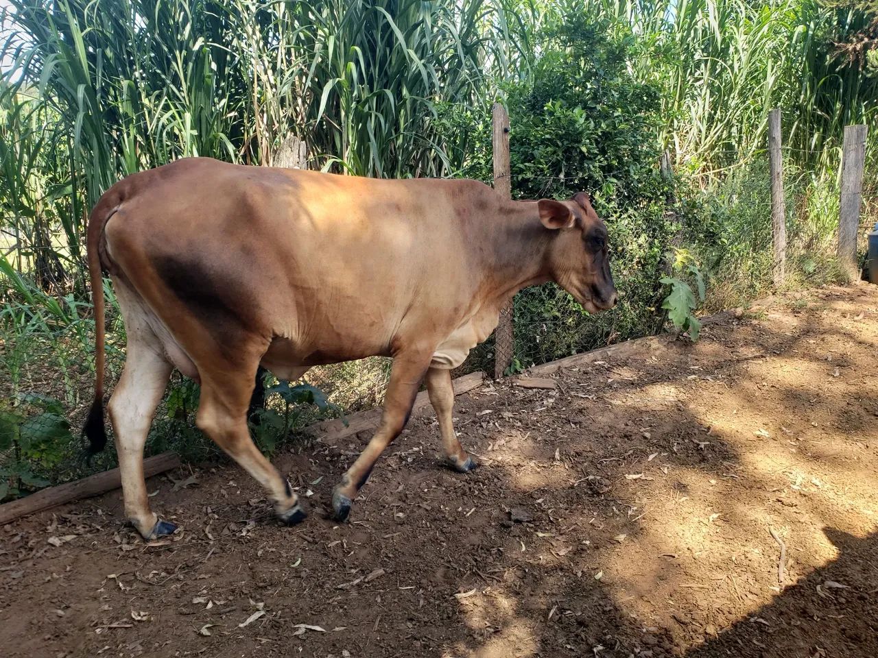Linda Gersolanda c/ bezerra ao pé - Foto 2