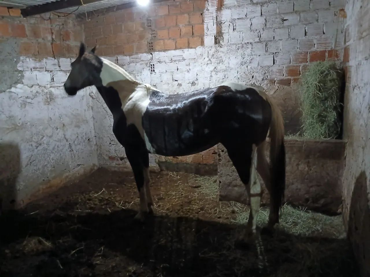 Egua MM Pampa de Preto Sem RG - Foto 4