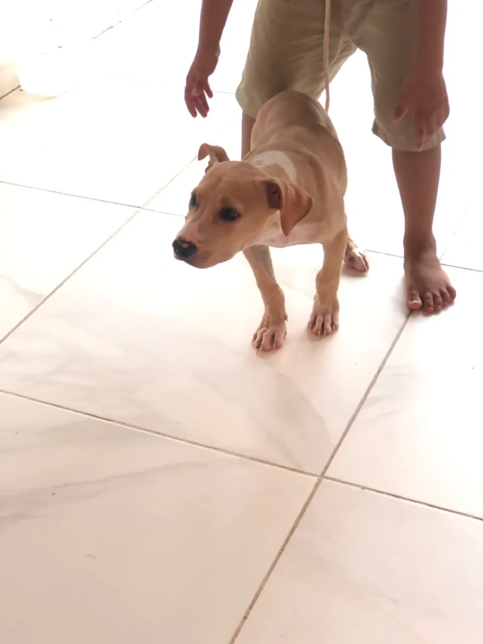 Casal de filhotes de Pitbull