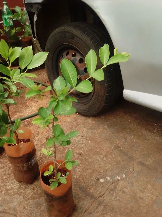 Jardim e hortaliças  - Foto 3